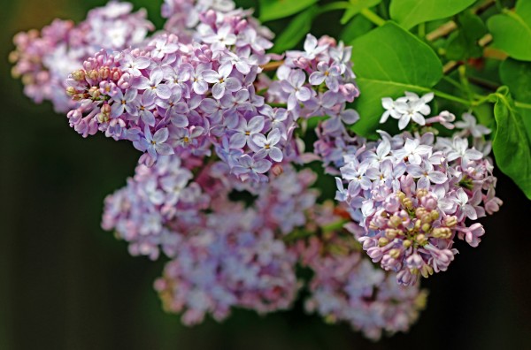 Lilac Clusters by Deb Oppermann